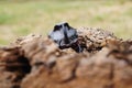 Rhinoceros Beetle - front view Royalty Free Stock Photo