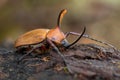 Rhinoceros beetle - Golofa porteri Royalty Free Stock Photo