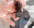 The rhinoceros beetle is in the hands of man. A rigid-winged ins