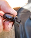 The rhinoceros beetle is in the hands of man. A rigid-winged ins