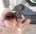 The rhinoceros beetle is in the hands of man. A rigid-winged insect.