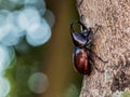 Rhinoceros beetle Hercules beetle or Fighting beetle on old wood