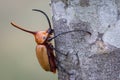 Rhinoceros beetle hugging a tree trunk Royalty Free Stock Photo