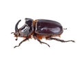 Rhinoceros Beetle, image on a white background Royalty Free Stock Photo