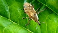 rhinoceros beetle insects