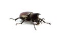 Rhinoceros beetle isolated on white background. Royalty Free Stock Photo