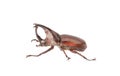 Rhinoceros beetle isolated on white . Royalty Free Stock Photo
