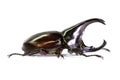 Rhinoceros beetle isolated on white Royalty Free Stock Photo