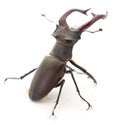 Rhinoceros beetle isolated on white Royalty Free Stock Photo