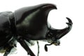 Rhinoceros beetle macro