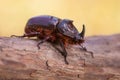 Rhinoceros Beetle Macro Image Royalty Free Stock Photo