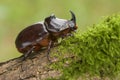 Rhinoceros beetle on the old wood and green moss