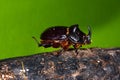 The Rhinoceros Beetle Oryctes nasicornis Royalty Free Stock Photo