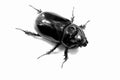 Rhinoceros beetle (oryctes nasicornis) isolated on white Royalty Free Stock Photo