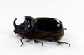 Rhinoceros beetle Oryctes nasicornis isolated on white. Collection beetles. Dynastidae. Coleoptera. Royalty Free Stock Photo