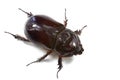 Rhinoceros beetle oryctes nasicornis isolated on white Royalty Free Stock Photo