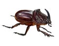 Rhinoceros beetle, Oryctes nasicornis Royalty Free Stock Photo