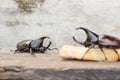 Rhinoceros beetle. Royalty Free Stock Photo