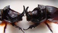 Rhinoceros beetle, Rhino beetle, Fighting beetle European rhinoceros beetle, the male of which has a curved horn extending from th Royalty Free Stock Photo
