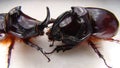 Rhinoceros beetle, Rhino beetle, Fighting beetle. European rhinoceros beetle, the male of which has a curved horn extending from t Royalty Free Stock Photo