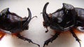 Rhinoceros beetle, Rhino beetle, Fighting beetle. European rhinoceros beetle, the male of which has a curved horn extending from t Royalty Free Stock Photo