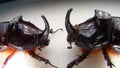 Rhinoceros beetle, Rhino beetle, Fighting beetle. European rhinoceros beetle, the male of which has a curved horn extending from t Royalty Free Stock Photo