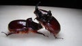 Rhinoceros beetle, Rhino beetle, Fighting beetle European rhinoceros beetle, the male of which has a curved horn extending from th Royalty Free Stock Photo