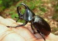 Rhinoceros beetle, Rhino beetle, Hercules beetle, Unicorn beetle, Horn beetle