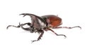 Rhinoceros beetle, Rhino beetle, Hercules beetle, Unicorn beetle