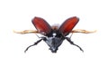 Rhinoceros beetle, Rhino beetle, Hercules beetle, Unicorn beetle