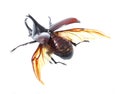 Rhinoceros beetle, Rhino beetle, Hercules beetle, Unicorn beetle