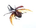 Rhinoceros beetle, Rhino beetle, Hercules beetle, Unicorn beetle