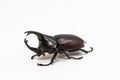 Rhinoceros beetle, Rhino beetle, Hercules beetle