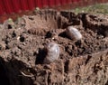 rhinoceros beetle, Rhino beetle larvae on rotten wood stump Royalty Free Stock Photo
