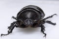 Rhinoceros beetle Royalty Free Stock Photo