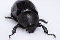 Rhinoceros beetle Royalty Free Stock Photo