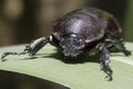 Rhinoceros beetle Royalty Free Stock Photo