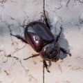 Rhinoceros beetle on stonebackground Royalty Free Stock Photo