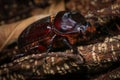 rhinoceros beetle on the tree in the forest Royalty Free Stock Photo