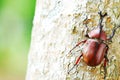 Rhinoceros beetle on tree trunk in Taiwan, Asia, insect, beauty in Nature