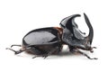 Rhinoceros beetle Trichogomphus simson isolated on white Royalty Free Stock Photo