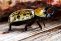 Rhinoceros beetle walking on a textured board Royalty Free Stock Photo