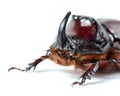 Rhinoceros beetle on a white background, profile view. Macro photography of beetle. Beautiful insect close-up Royalty Free Stock Photo