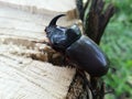 Rhinoceros Beetle