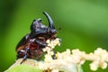 Rhinoceros Beetle (Oryctes nasicornis) on green leaf Royalty Free Stock Photo