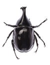 Rhinoceros beetle Xylotrupes gideon sumatrensis isolated