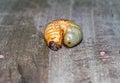 Rhinoceros beetle (Xylotrupes gideon , Xylotrupes gideon ), larva on wooden