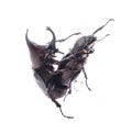 Rhinoceros beetles are breeding on white background. Royalty Free Stock Photo