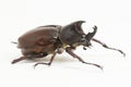 Rhinoceros beetles Xylotrupes australicus  on white background Royalty Free Stock Photo