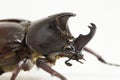 Rhinoceros beetles Xylotrupes australicus  on white background Royalty Free Stock Photo